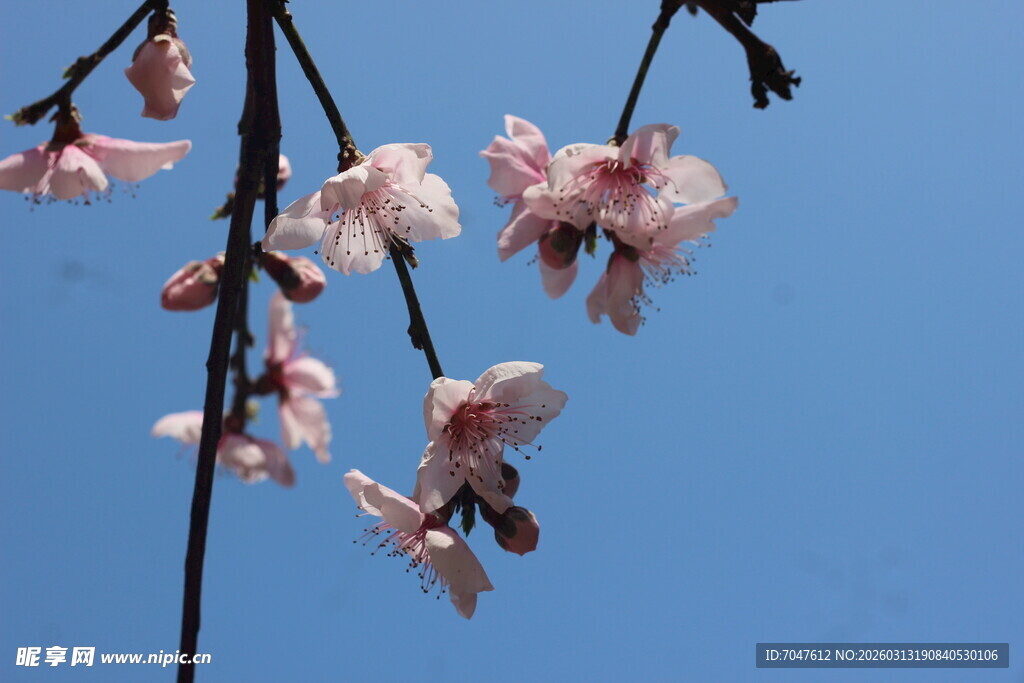 蓝天映衬下的粉嫩花枝