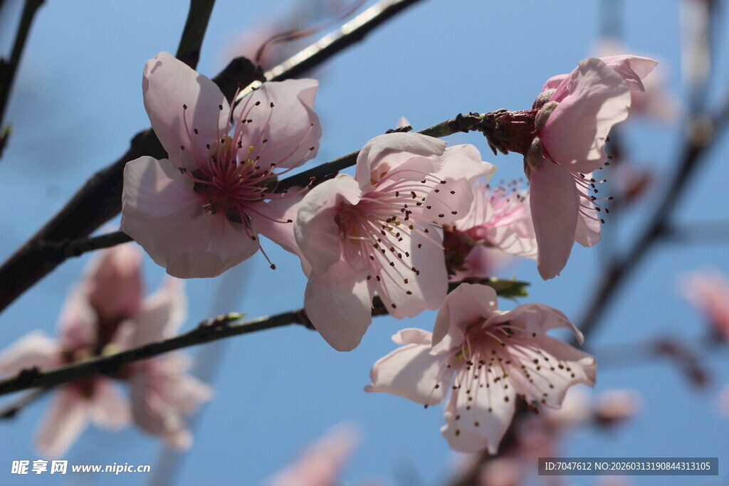 枝头绽放的粉嫩桃花