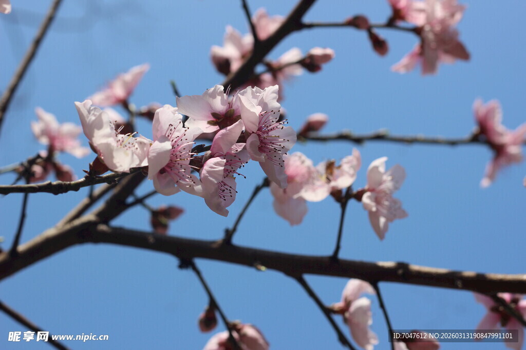 蓝天映衬下的粉嫩花枝