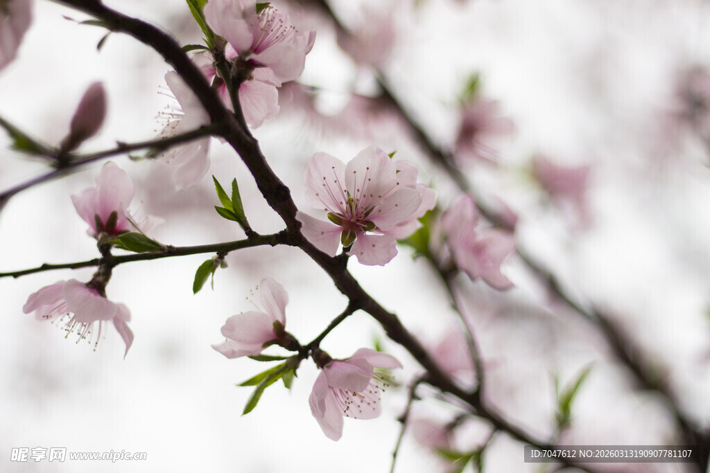 枝头绽放的粉嫩桃花