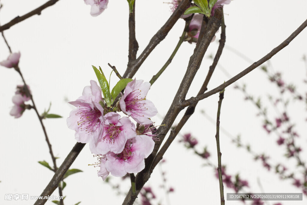 枝头绽放的粉嫩桃花