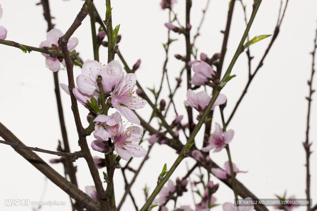 枝头绽放的粉嫩桃花