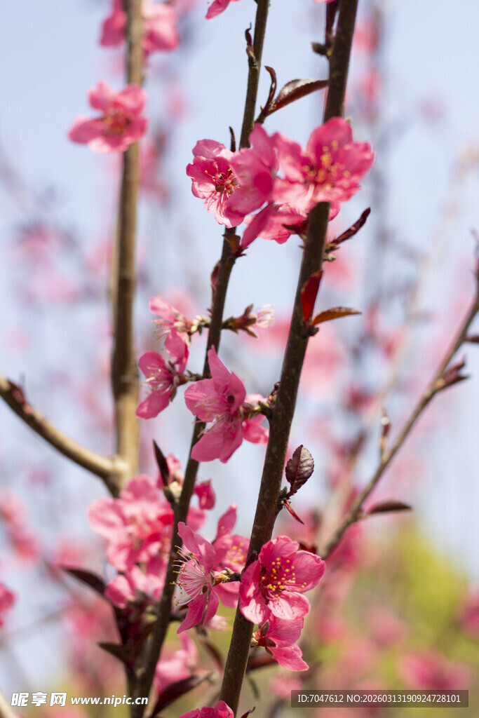 枝头绽放的娇艳粉色桃花
