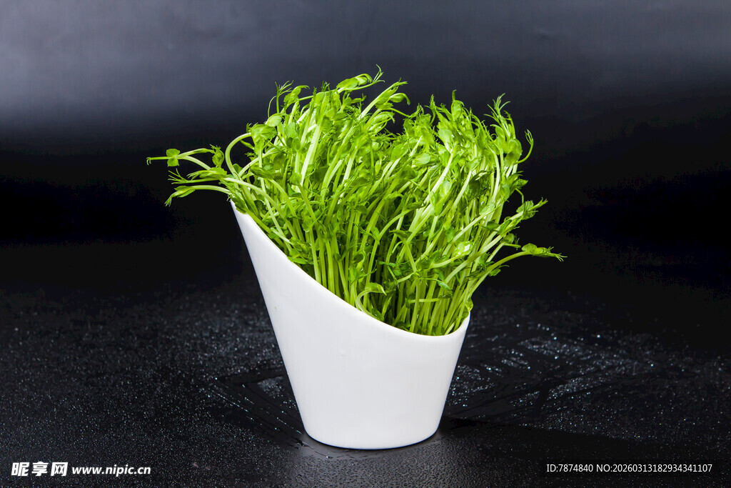 白色花盆中的翠绿植物