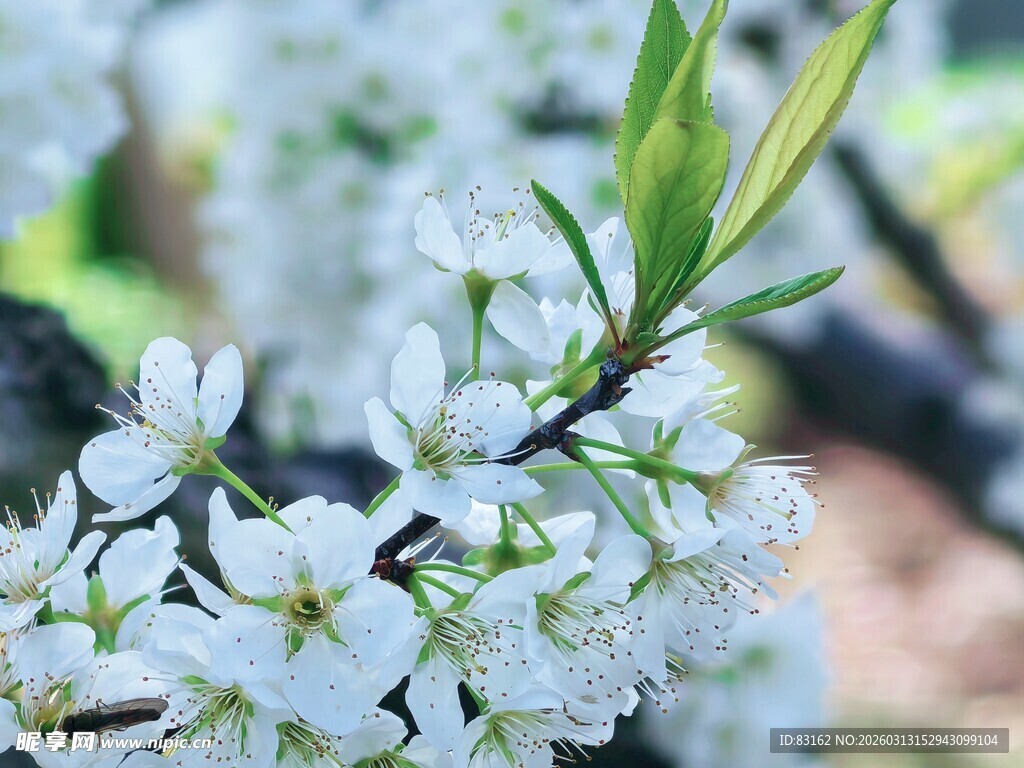 洁白李花绽放枝头