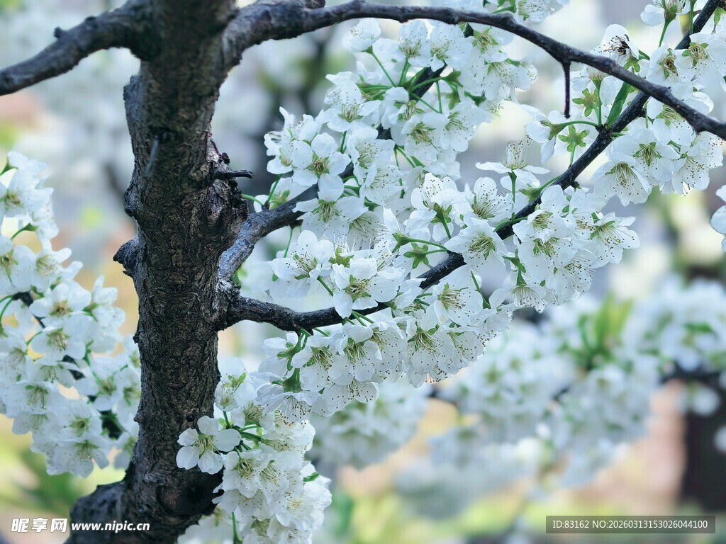 枝头繁花盛放的美丽景象