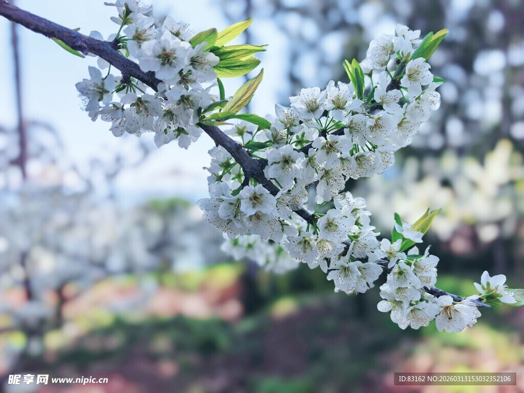 枝头绽放的洁白花朵
