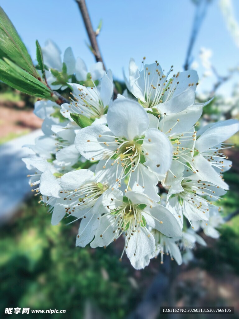 枝头绽放的洁白繁花