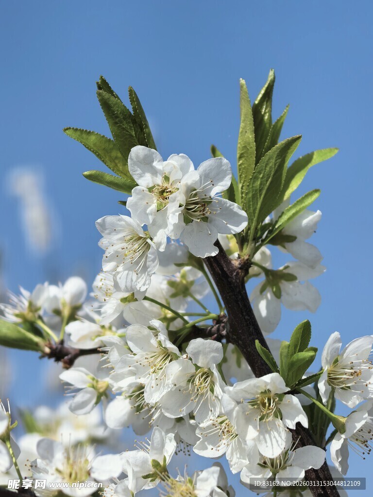 枝头绽放的洁白春花