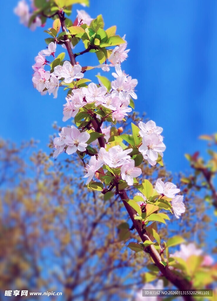 枝头繁花绽蓝天映春景