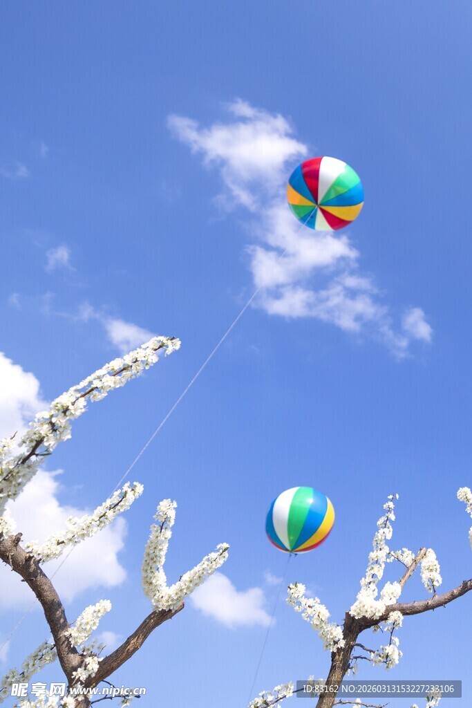春日蓝天彩球伴繁花