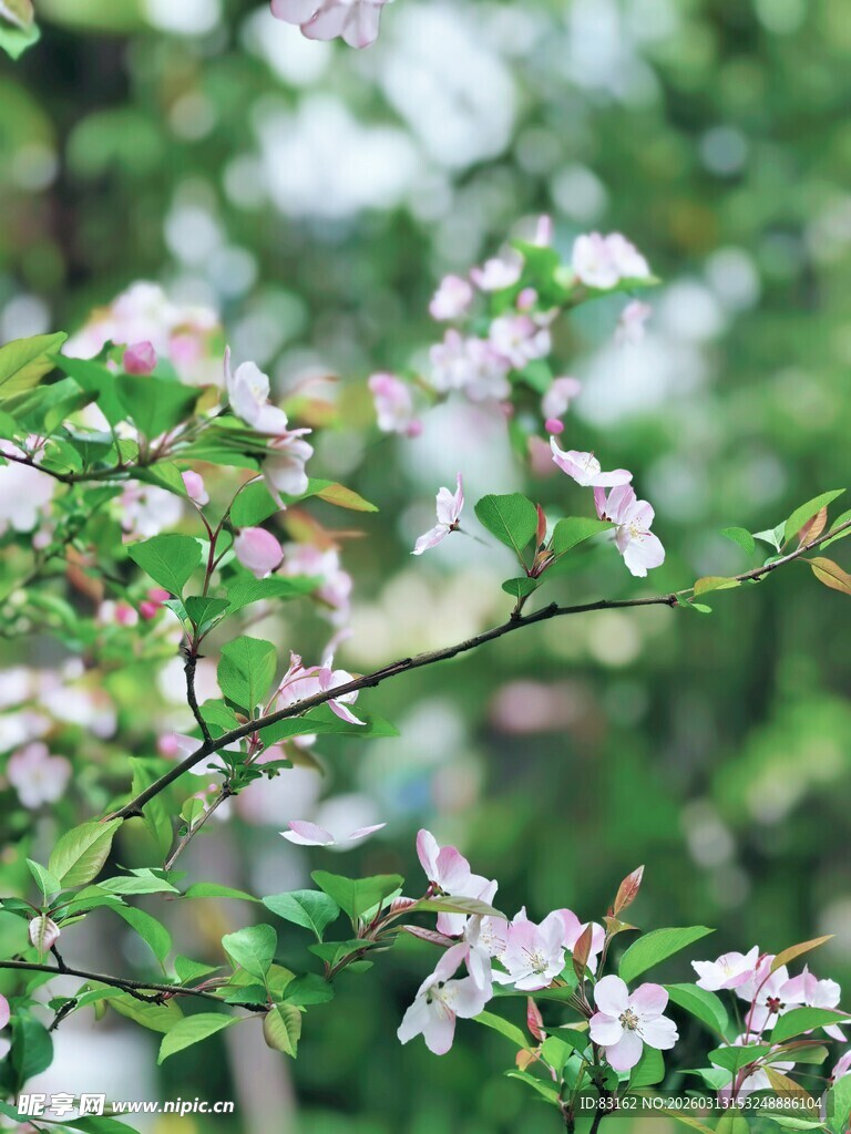 枝头绽放的粉嫩小花