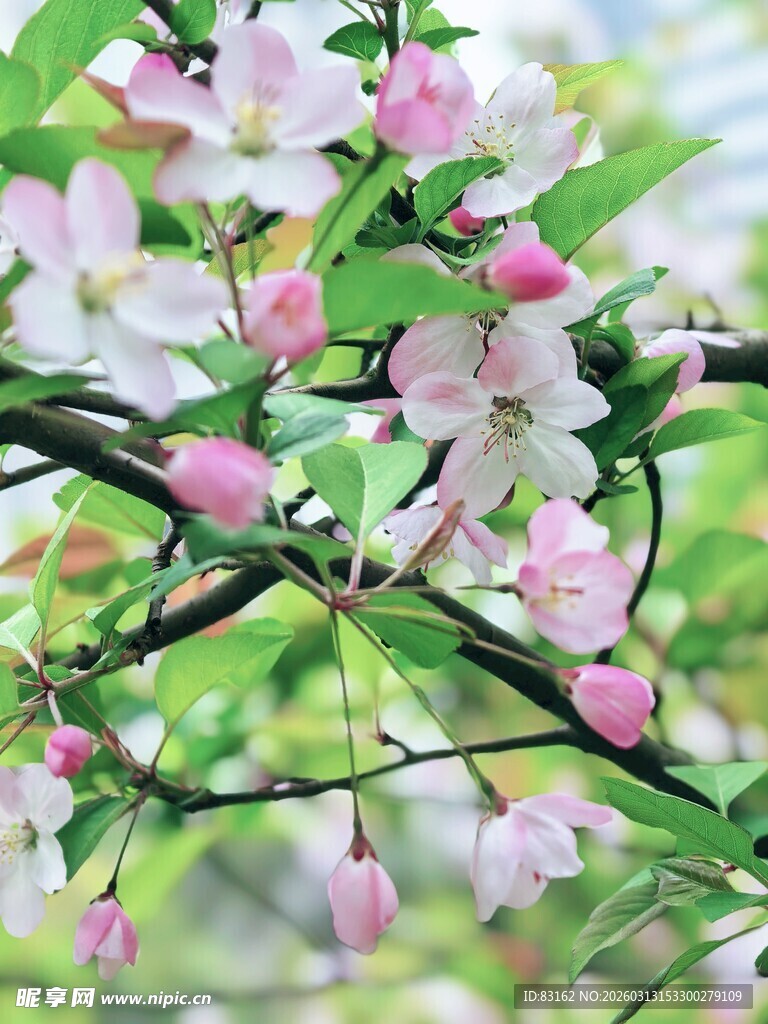 枝头绽放的粉嫩苹果花