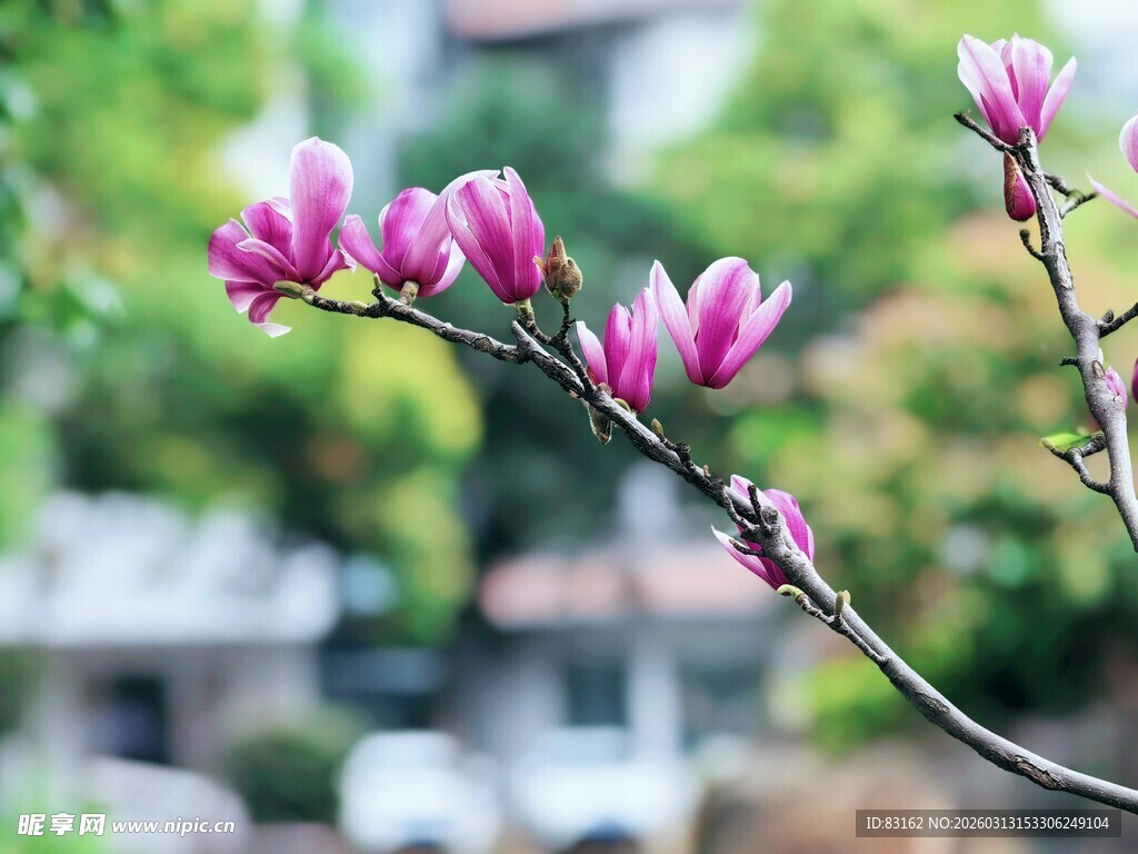 绽放的玉兰花枝