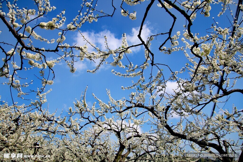 蓝天繁花下的树枝美景
