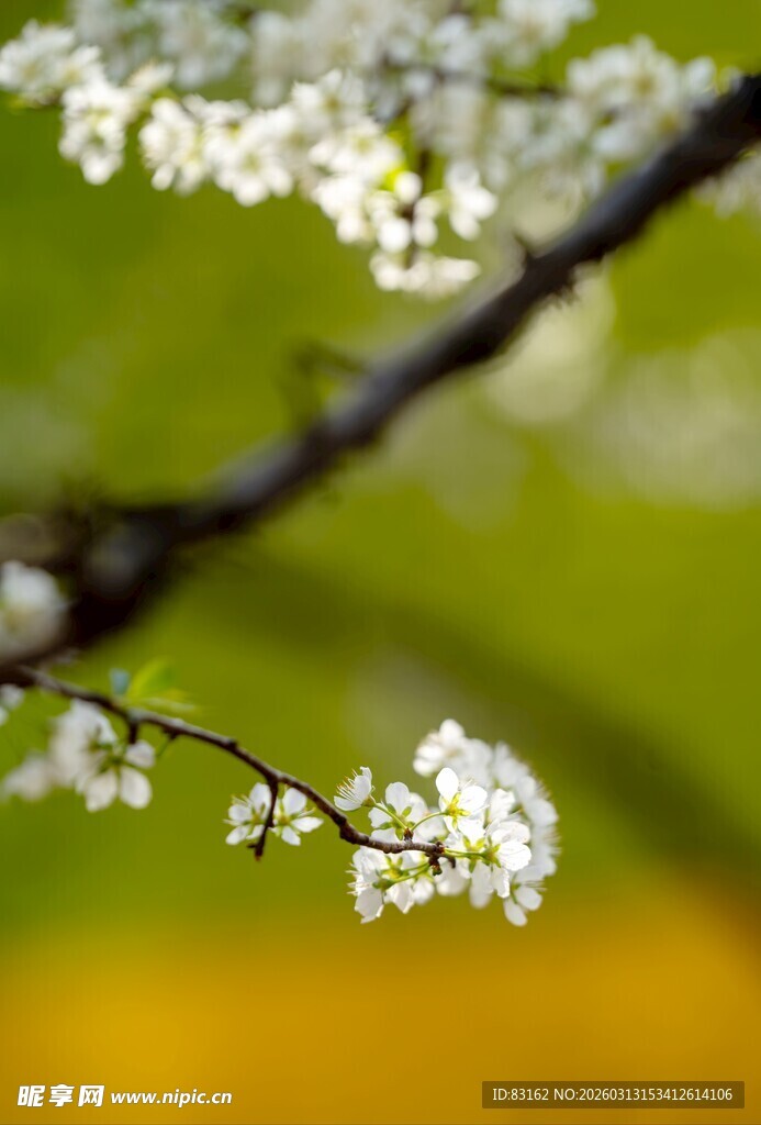 枝头绽放的洁白花朵