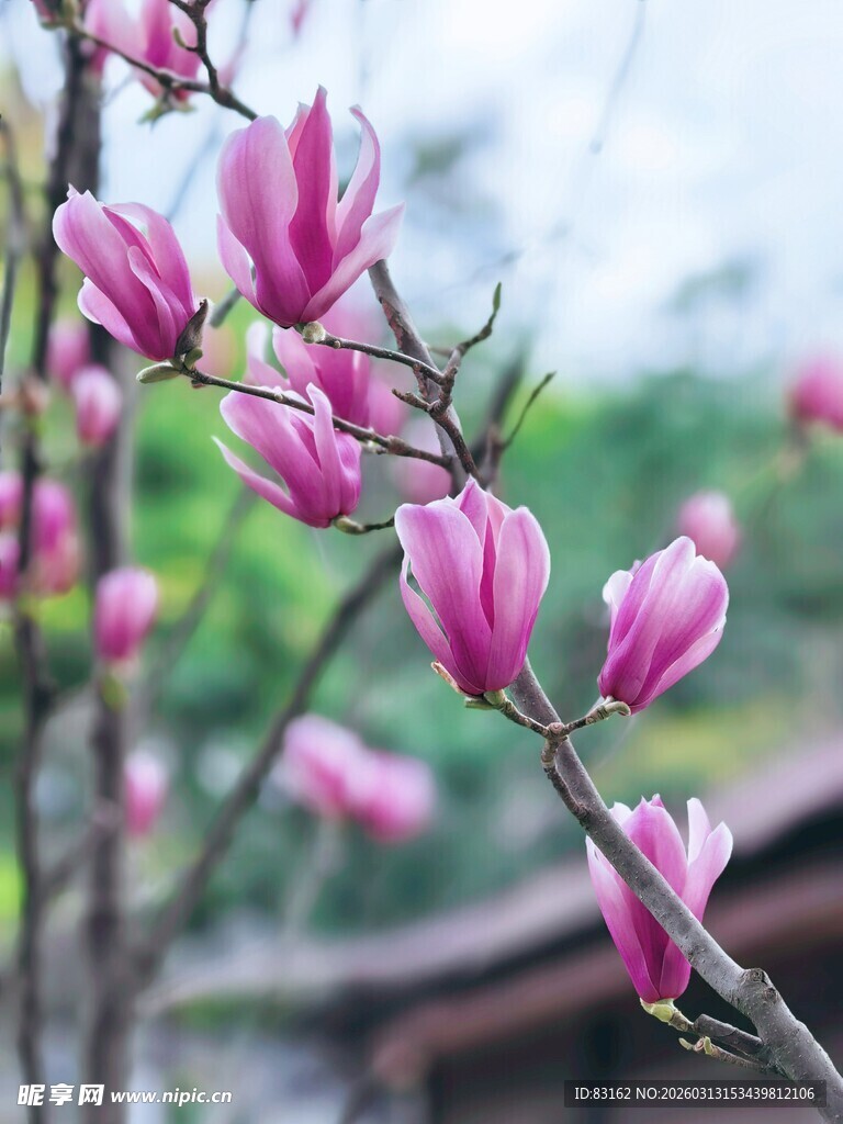 绽放的粉色玉兰花枝