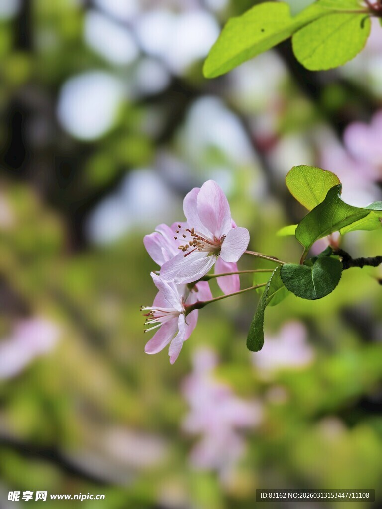 枝头绽放的粉嫩花朵