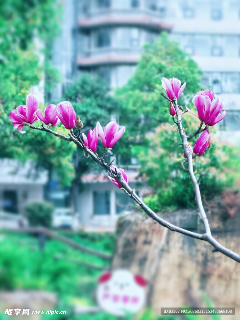 枝头绽放的娇艳玉兰花