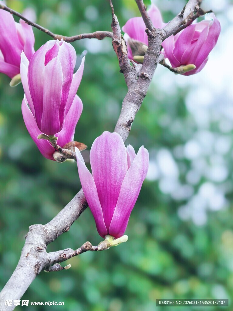 枝头绽放的娇艳玉兰花