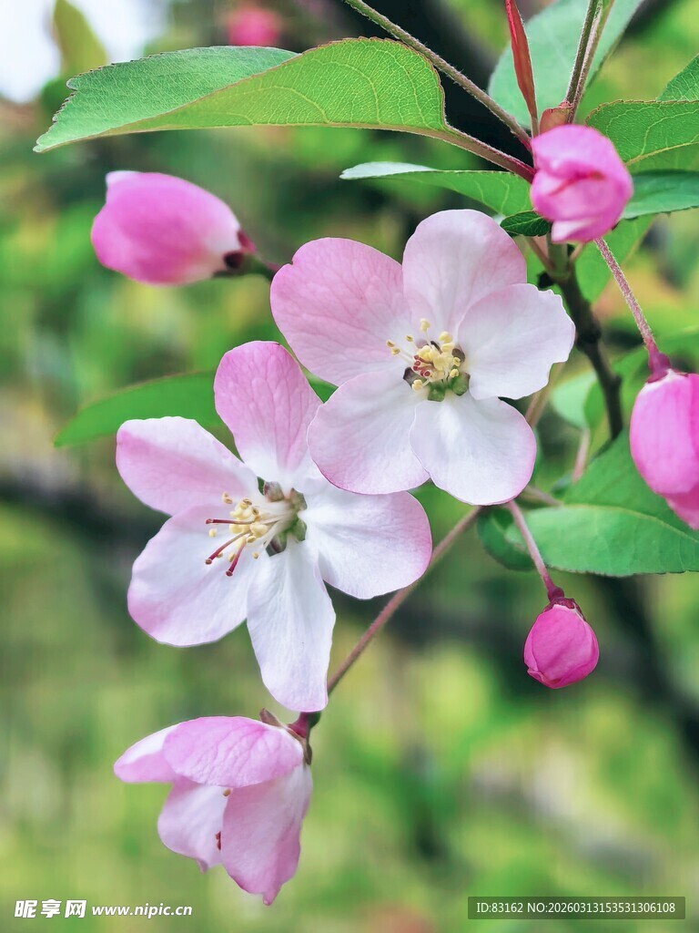 枝头绽放的粉嫩苹果花