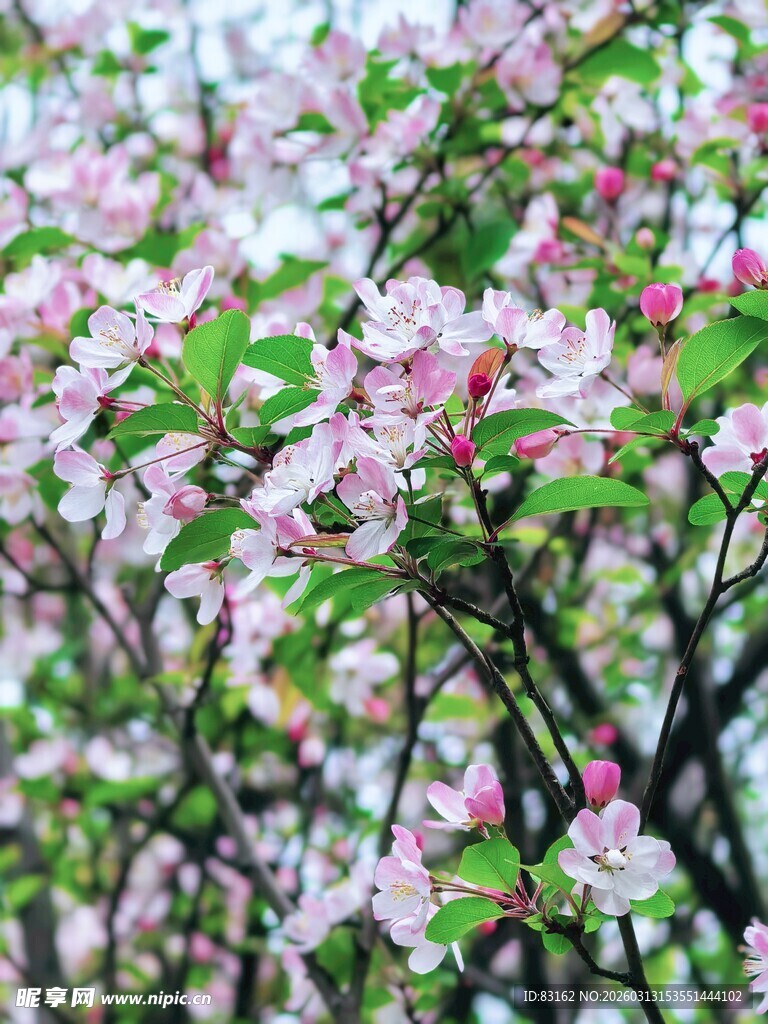 春日繁花盛开的枝头