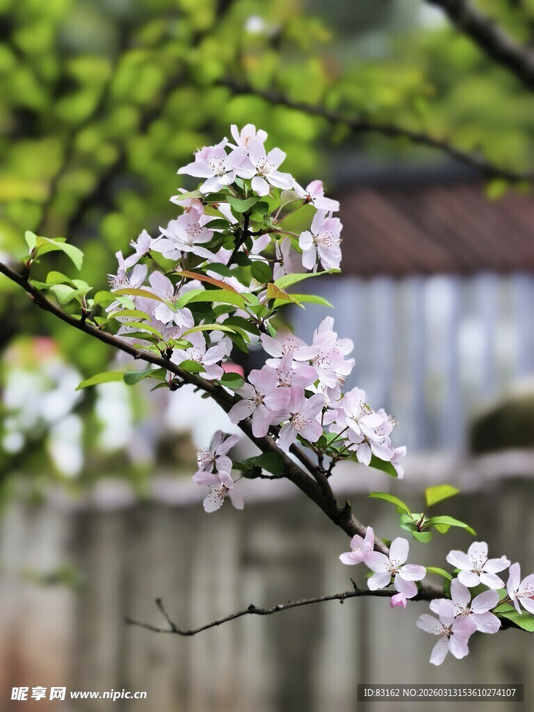 枝头绽放的粉嫩苹果花