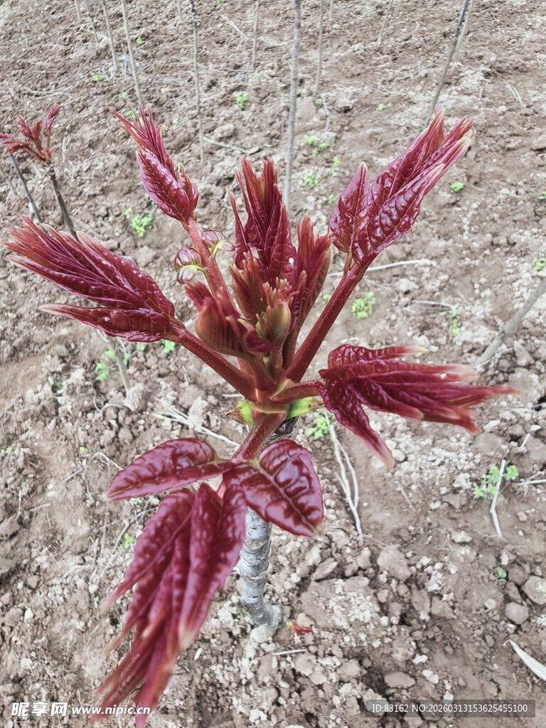 红色嫩叶植物特写