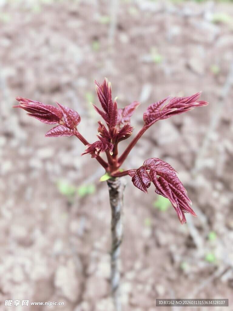 嫩红香椿芽初绽