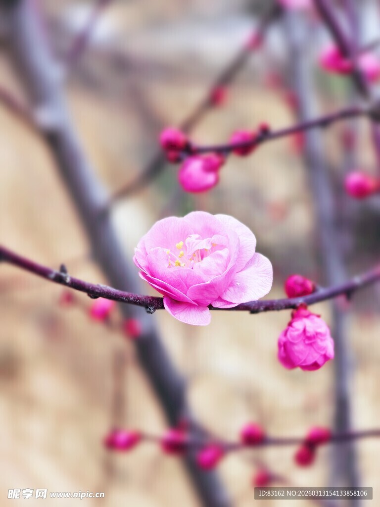 枝头绽放的粉嫩梅花