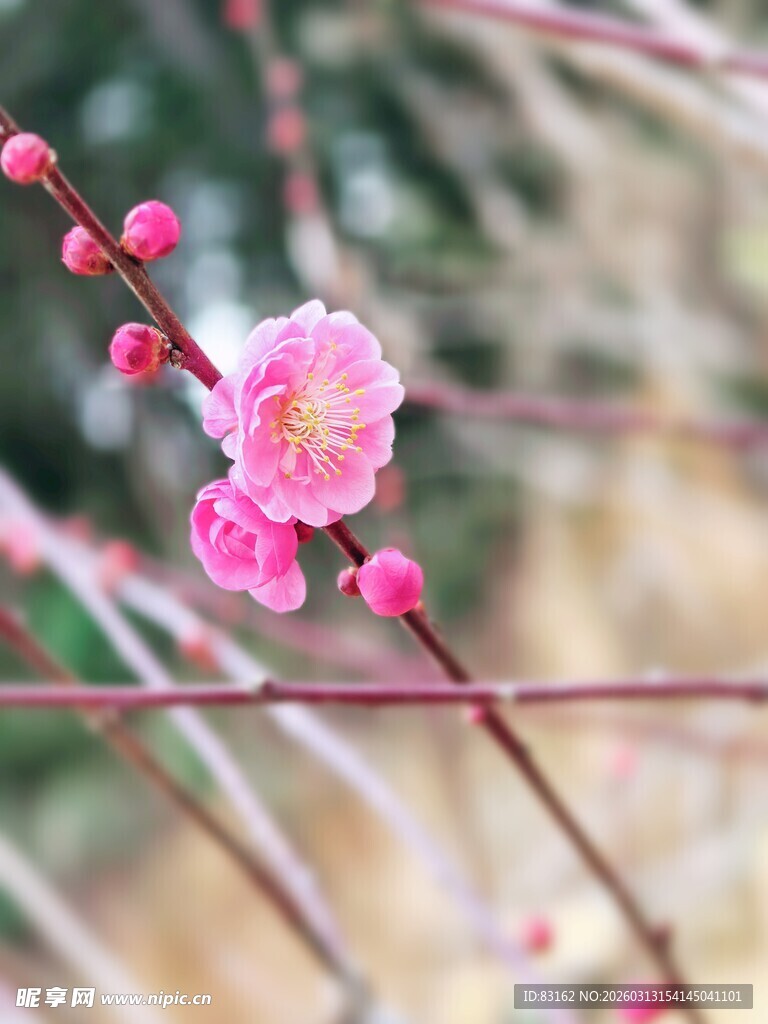 粉色梅花枝头绽放
