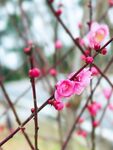 枝头绽放的粉嫩梅花