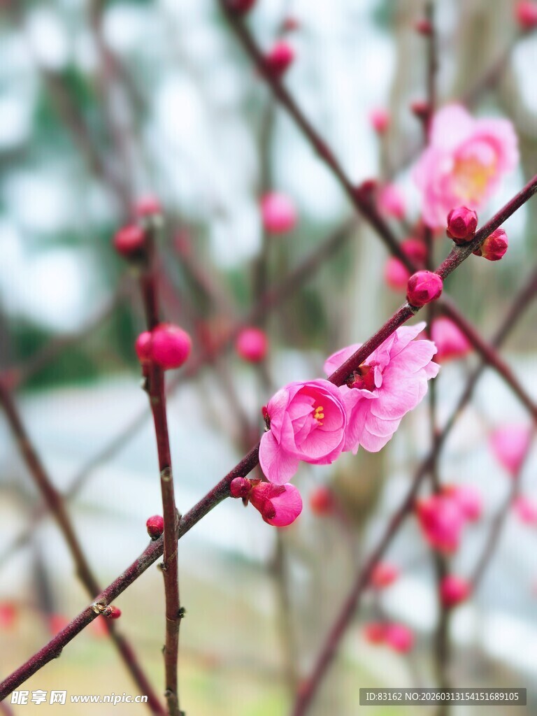 枝头绽放的粉嫩梅花