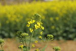 油菜花 田野