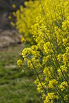 春日 油菜花