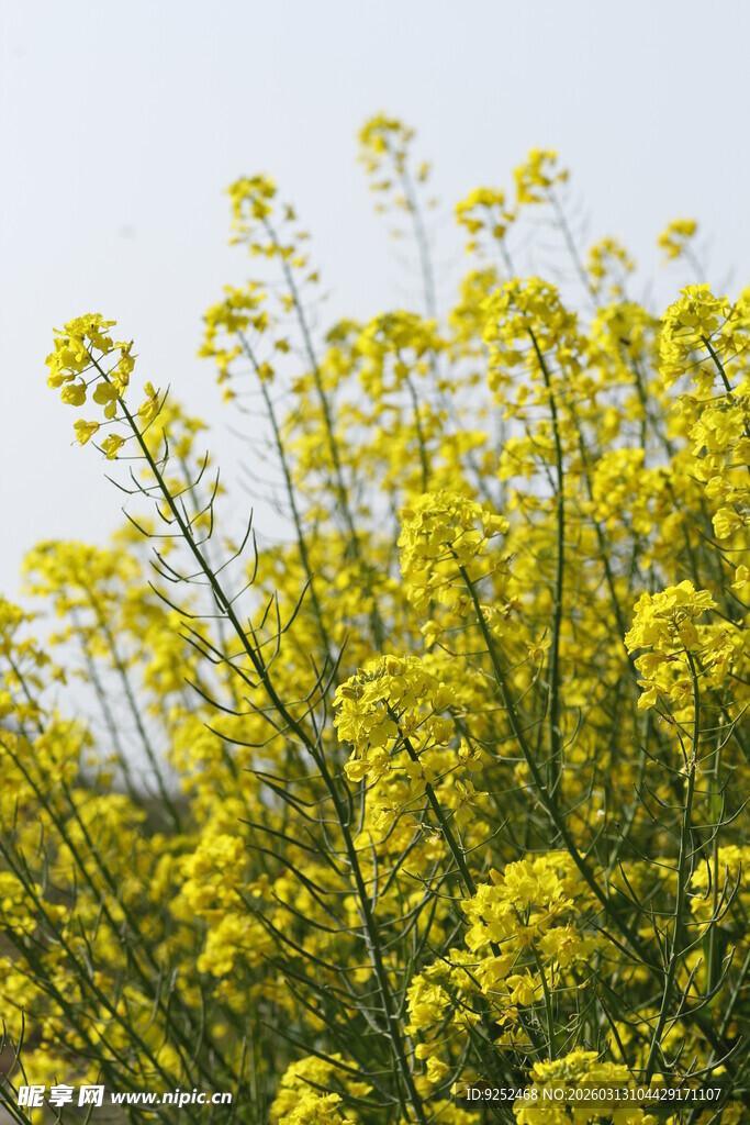 油菜花 绽放