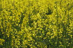 金黄 油菜花