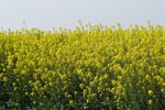 油菜花