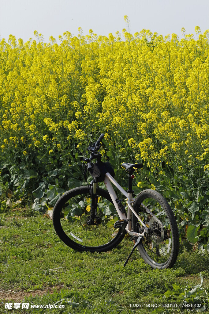 油菜花 自行车