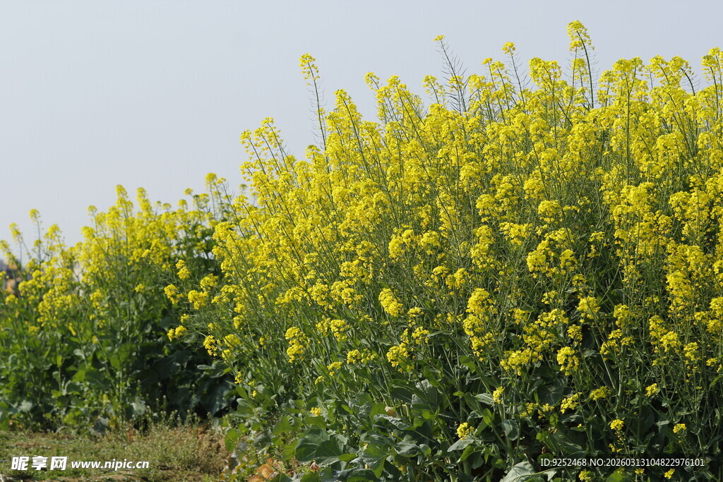  油菜花 花田