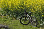 油菜田里的单车