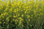 油菜花 