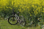 油菜田里的自行车
