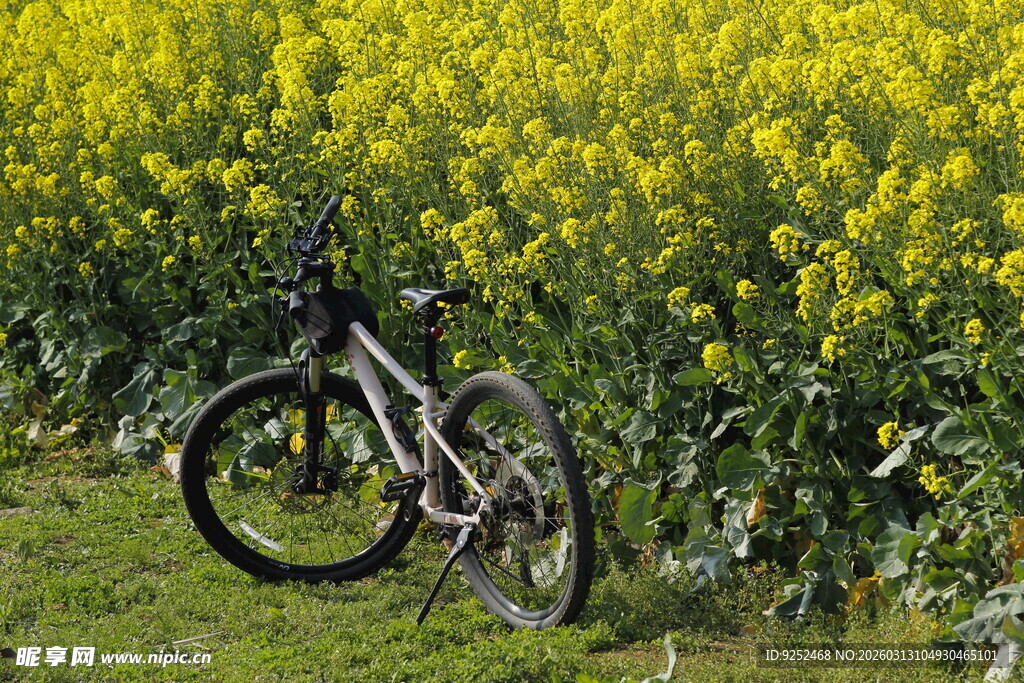油菜田里的自行车