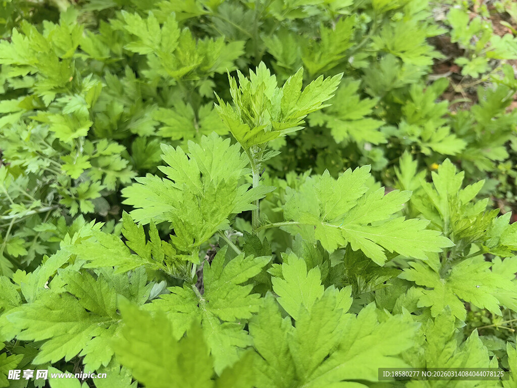 艾草翠绿繁茂的植物叶片