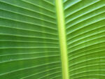 翠绿芭蕉叶的纹理细节