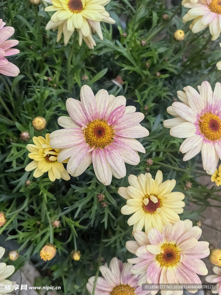 多彩雏菊绽放美丽瞬间