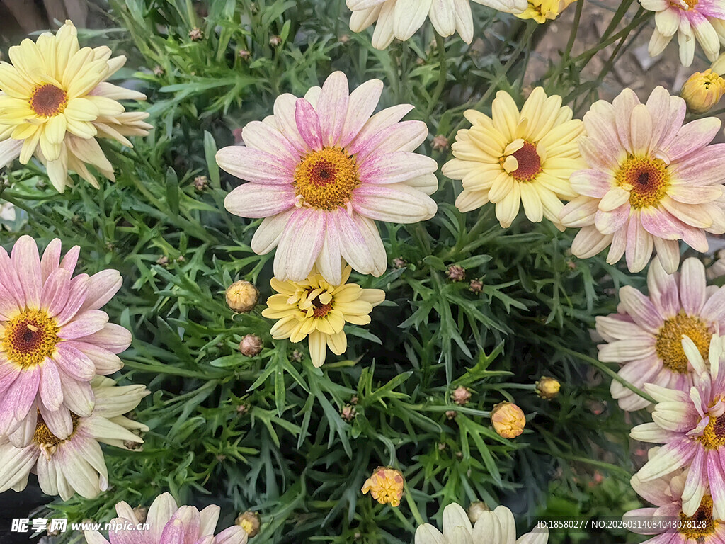 多彩雏菊花海绽放