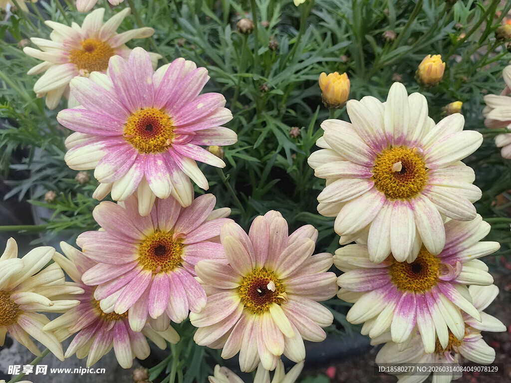 多彩雏菊绽放美丽瞬间