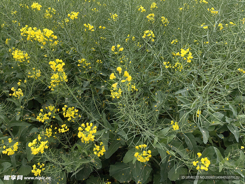 金黄油菜花田